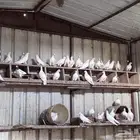 حمام صناعني ل البيع 100 الزوج