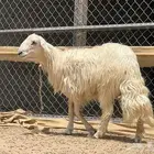 مشروع فحل اصفر فاخر