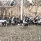 فروخ طاووس هندي وبلاك شولدر وطفرات كريميه