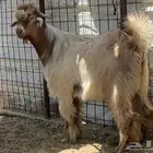 تيس اصفر اصمع
