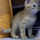 قطط سكوتش ستريت كيتنز للتبني