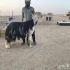 خروف نجدي صنف حار ونشيط على القضب