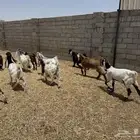 تيوس للبيع