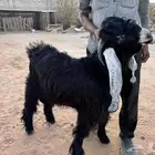 تيس عارض صنف
