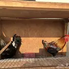 ديوك بلدي للإنتاج نادرة