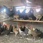 دجاج بلدي بياض