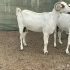 13 معزا فواخر شي طيب تبارك الرحمن منوة القاني