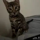قط بنغال بنقالي