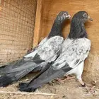 طبات حمام باكستاني للبيع