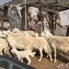 ضان حريه دفيع و خلفات