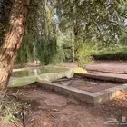 للبيع بواجي غير منتوف العدد محدود حق الموسم