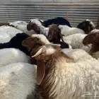 بهم تربية نعيم