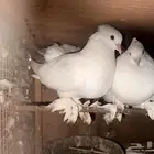 حمام رقاصي منتج وانتاجه بطل