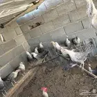 دجاج بلدي وفيومي