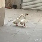 بط جوز بكيني الصحه على الشرط منتج جدا ماشاءلله
