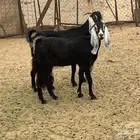 نعجه ومعزا مضاربع ووالد وجفره