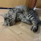 قط للتبني