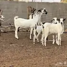 ما عز بيشية
