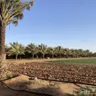 نخل للبيع تمر نخل كبير نخل متوسط نخل جثايم نخل مبكر