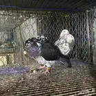 حمام الإسباني إناث