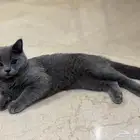 سكوتش للتبني - بدون مقابل