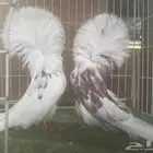 مجموعة بلاجيك جاكوبين
