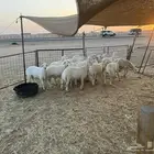 هرفي حري