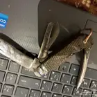 سكين بريطانيه
