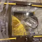 همستر احتمال انو حامل مع قفصه وألعابه ومويته