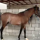 خيل