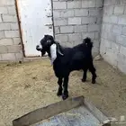 فحل عارضي للبيع