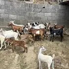 تيوس للبيع