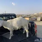 خروف جذع ع الشرط مليان شحم