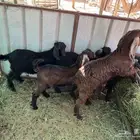 تيوس وجفار طيبات (تم البيع)