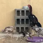دجاج باكستاني سندي