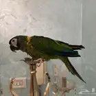 ببغاء ميني مكاو