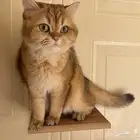 فندقة قطط بالرياض catshotelRiyadh 20 ريال لليوم