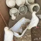 للبيع حمام فرنسي جامبو خمس وفرخين
