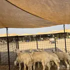 ذبيحتك توصل لباب بيتك