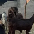 تيس فحل شامي