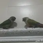 جوز كنيور للبيع