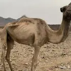 ناقه قصب للبيع