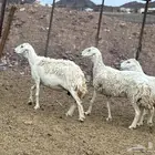 ضان حريات