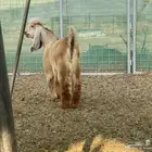 تيس آصفر معرف