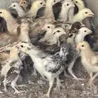 صوص بلدي