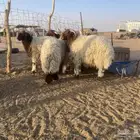 7 خرفان نعيم طيبه تم البيع.