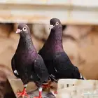 جوز قطيفي مذيل معقد صندقه