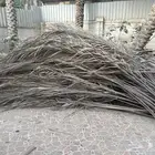 سعف نخل