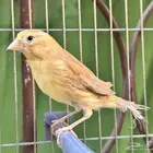 انثى كناري بسكوتيه جاهزه . تم البيع