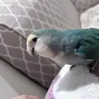 ذكر روز اليف عمره سنه